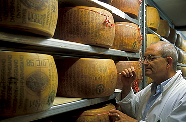 Parmigiano Reggiano, Guffanti cheese dealer, Arona, Piedmont, Italy.