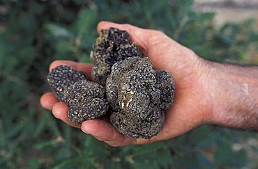 Black truffle of Orlando Colonni, Santa Maria Tiberina, Umbria, Italy.