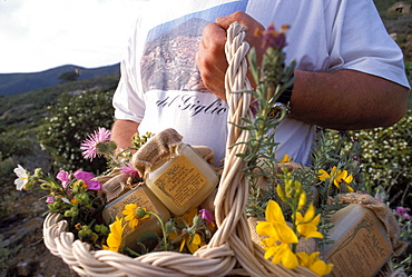 Maurizio Antichini beekeeper, Giglio Castello, Isola Del Giglio, Toscana, Tuscany, Italy