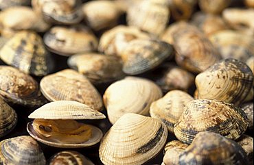 Clams, Isola Del Giglio, Toscana, Tuscany, Italy