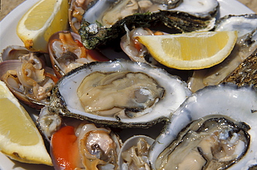 Oysters, L'Ostricaio Restaurant, Livorno, Tuscany, Italy