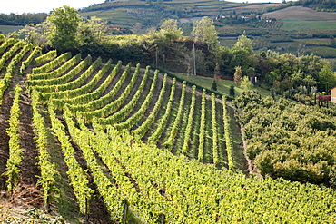 Vineyard, Mango, Langhe, Piedmont, Italy