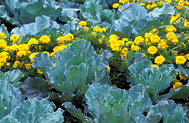 Brassica Oleracea, var. Capitata and Tagetes