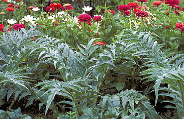 Cynara Cardunculus, var. Altilis "Cardo di Spagna"