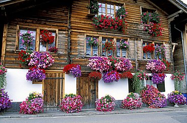 Flower pot with petunias in front of a house