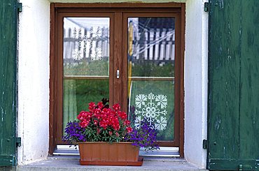 Flower pot with Lobelia and Antirrhinum on window