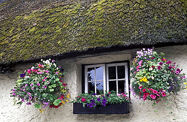 Windows with violas, tagetes, petunias, pelargonium and impatiens