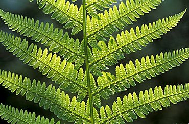 Fern