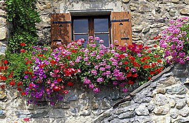 Windows with petunias and pelargonium