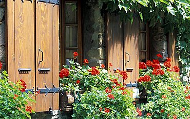 Window with pelargonium