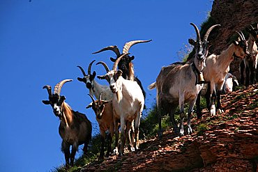 Goats, Cima Verde peak, Tre Cime mountains, Trentino Alto Adige, Italy