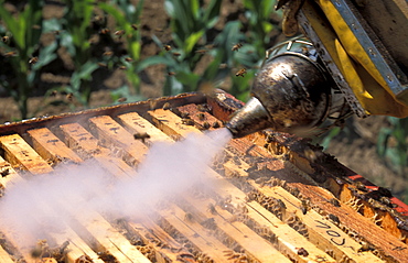 Girardelli beekeeping, Mori, Trentino Alto Adige, Italy