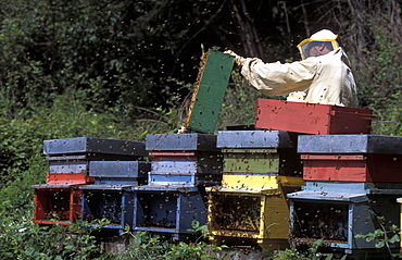 Girardelli beekeeping, Mori, Trentino Alto Adige, Italy