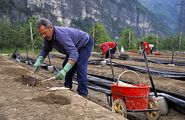 Sparrow-grass cultivation, Trentino Alto Adige, Italy