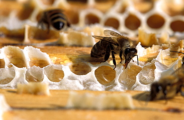 Bees, Girardelli beekeeping, Mori, Trentino Alto Adige, Italy