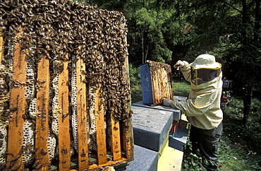 Girardelli beekeeping, Mori, Trentino Alto Adige, Italy