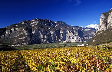 Vineyard, Mezzocorona, Piana Rotaliana, Trentino Alto Adige, Italy 