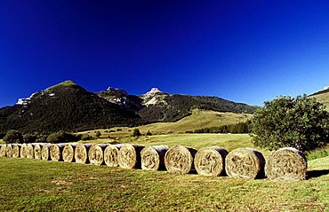 Sheafs, Bondone mountain, Trentino Alto Adige, Italy 