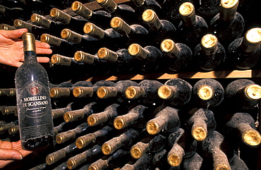 Bottles of wine, Fattoria di Montelloni cellar, Fucecchio, Tuscany, Italy