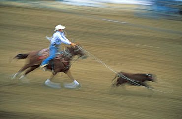 Steer roping, United States of America, North America