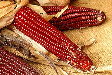 Zea mays "Plume", Italy