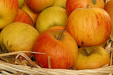 Apples "Regina delle Renette", Italy