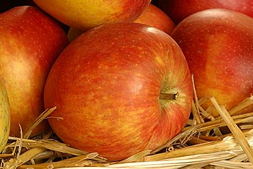 Apples "Renetta Bauman", Italy
