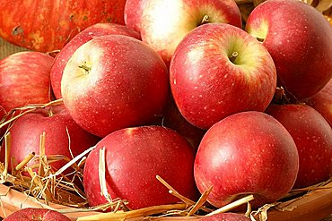 Apples "Brina", Italy