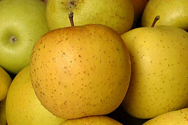 Apples "Pink Gold", Italy