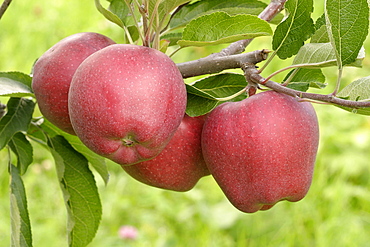 Apples "Stark Delicious", Italy