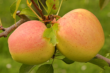 Apples "Golden Delicious", Italy