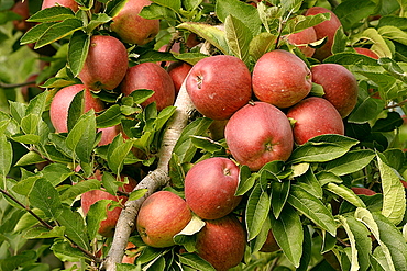 Apples "Stark Delicious", Italy