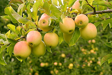 Apples "Golden Delicious", Italy