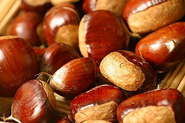 Chestnut "Maraval", Italy