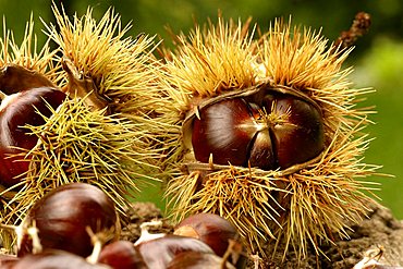 Chestnut, Italy