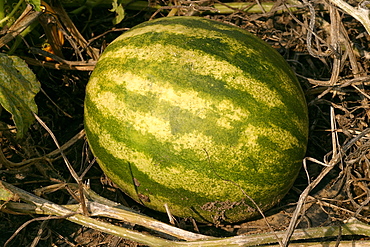 Water melon "Baby Fun", Italy