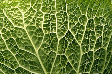 Leaf, Brassica oleracea ssp. sabauda, Italy