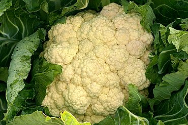 Brassica oleracea ssp. botrytis "Incomparabile d'Ingegnoli", Italy