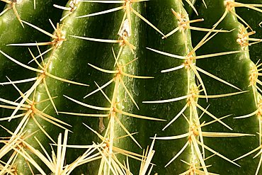 Echinocactus grusonii, mother-in-law's cushion, cactus, cuscino della suocera