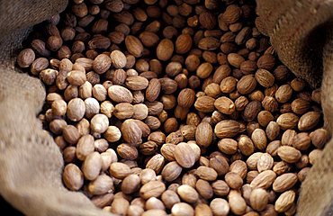 Cacao factory, Grenada island, Caribbean, Central America