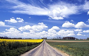 Rape fields, Normandy, France, Europe