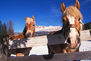 Haflinger horse, Alta Badia, Trentino Alto Adige, Italy