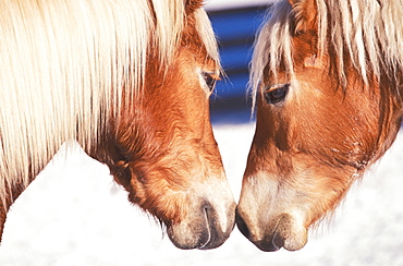 Haflinger horse, Alta Badia, Trentino Alto Adige, Italy