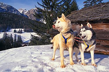 Sleddog, Alta Badia, Trentino Alto Adige, Italy 