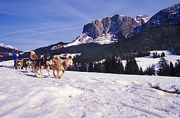 Sleddog, Alta Badia, Trentino Alto Adige, Italy 