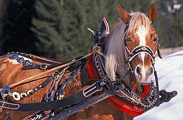 Antique sleigh, Alta Badia, Trentino Alto Adige, Italy