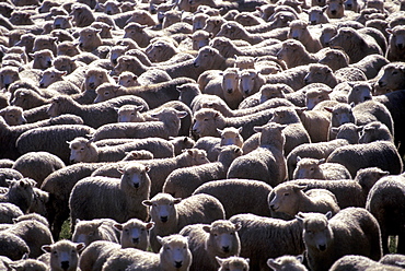 Flock of sheep, Fara-House, Coromandel Peninsula, North Island, New Zealand, Pacific