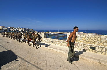 Mules to ride to hill, Marettimo island, Egadi islands, Sicily, Italy