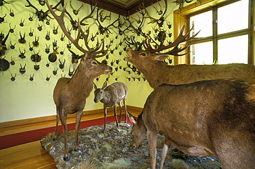 Fauna Alpina regional museum, Gressoney Saint Jean, Valle d'Aosta, Italy