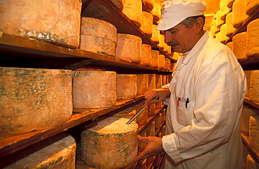 Taking a core sample of gorgonzola cheese seasoned at Costa Dairy, Novara, Piedmont, Italy